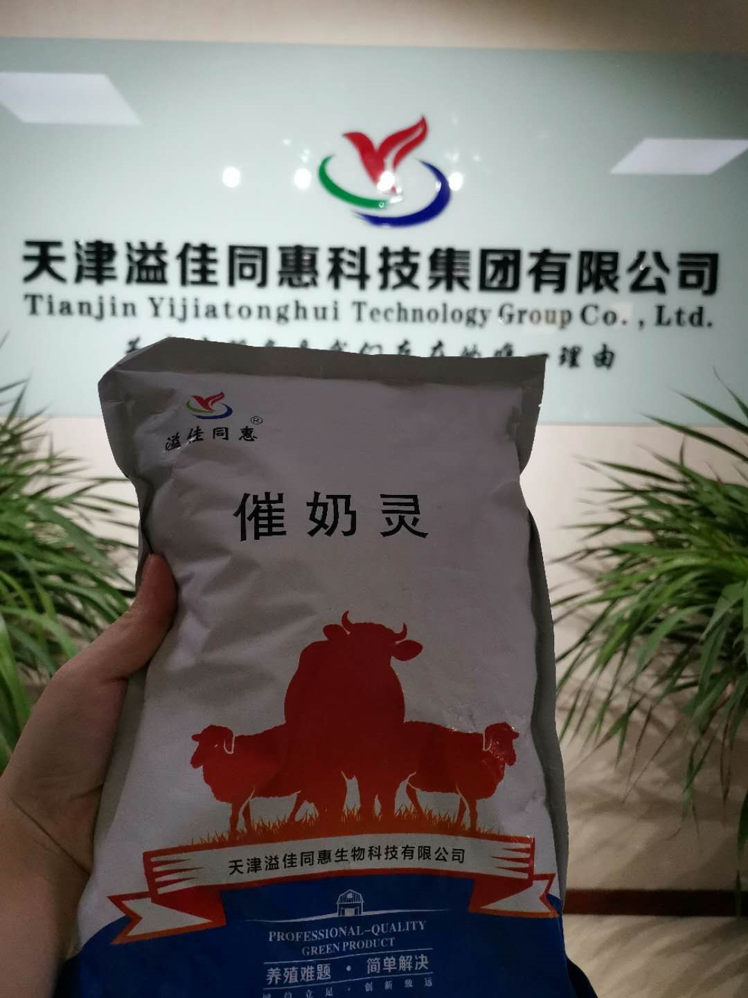 牛羊催奶灵产后无奶奶水少