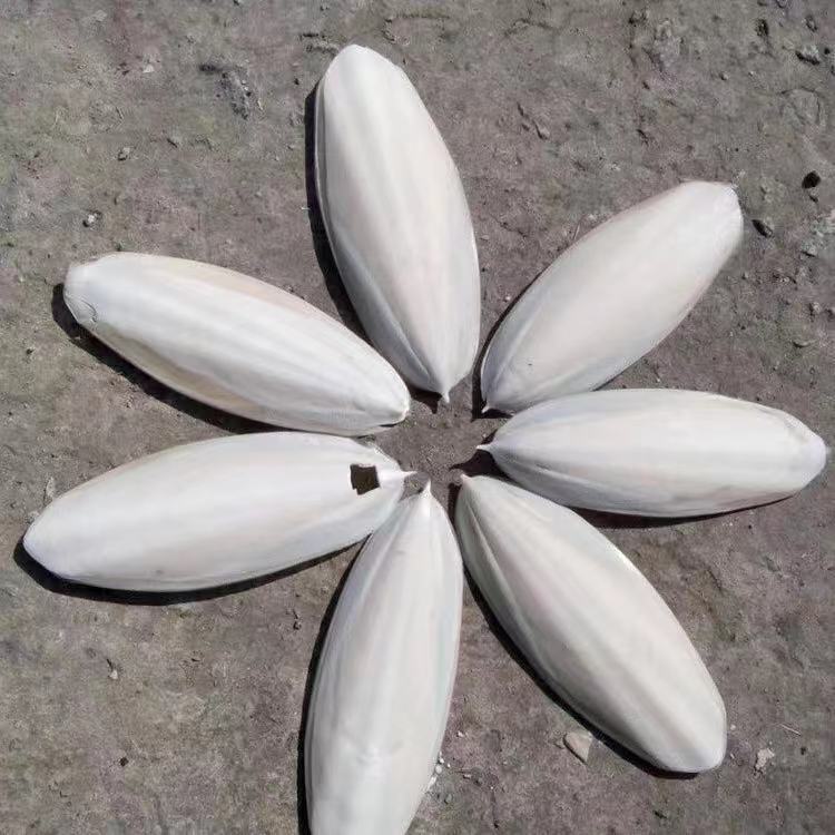 海螵蛸进口全代理