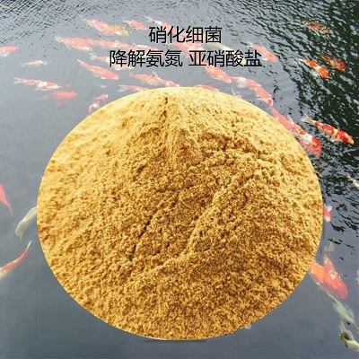 硝化细菌 降解水体亚硝酸盐氨氮的主要来源 厂家批发