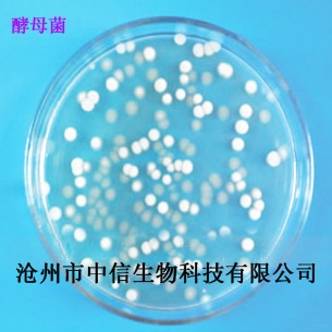 酵母菌50亿 糖化饲料 含生物蛋白维生素B纤维素氨基酸等