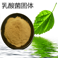 乳酸菌 吸附发酵 消化 吸收净化养殖水体厂家