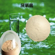 厌氧菌厌氧型污水处理菌 污水湖泊 景观水 生活污水 工厂污水