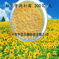 枯草芽孢杆菌1000亿改良土壤提高作物抗旱抗寒能力厂家直销
