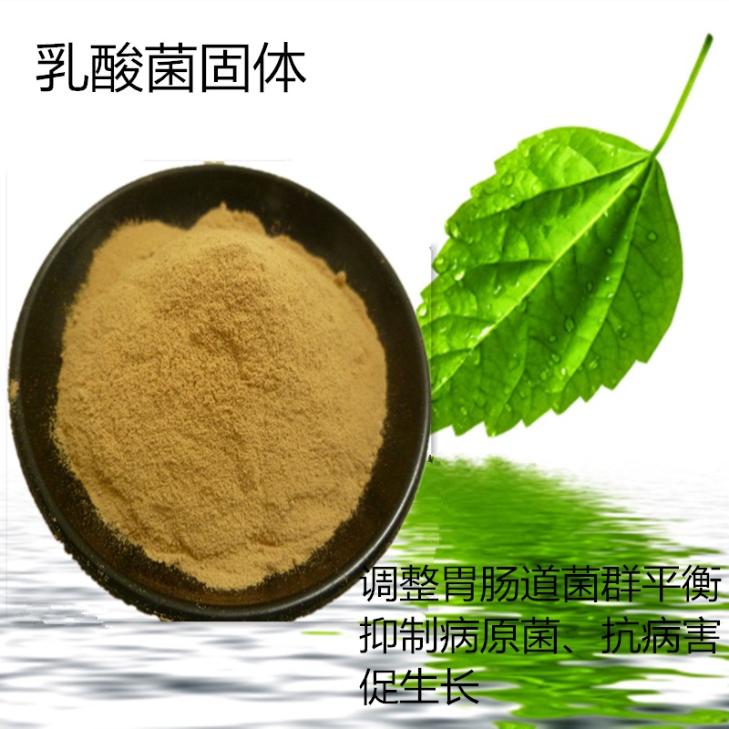 乳酸菌 固体发酵 净化养殖水体 调节肠道 厂家