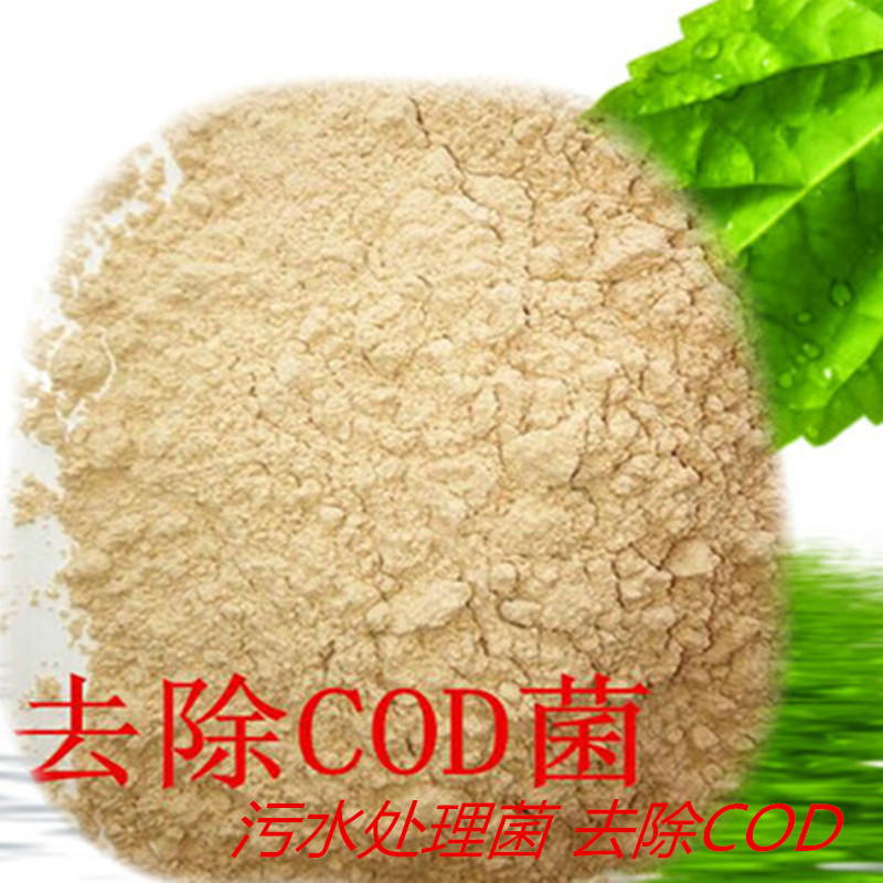 COD菌除剂 微生物水处理剂 降解COD指标 污水处理 湖泊