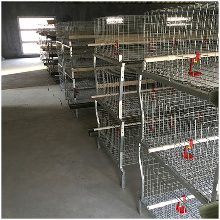 肉鸡养殖设备笼养设备鸡舍笼具山东金石农牧机械