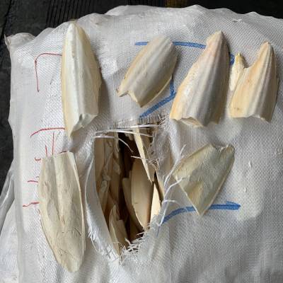 天津墨鱼骨进口清关代理