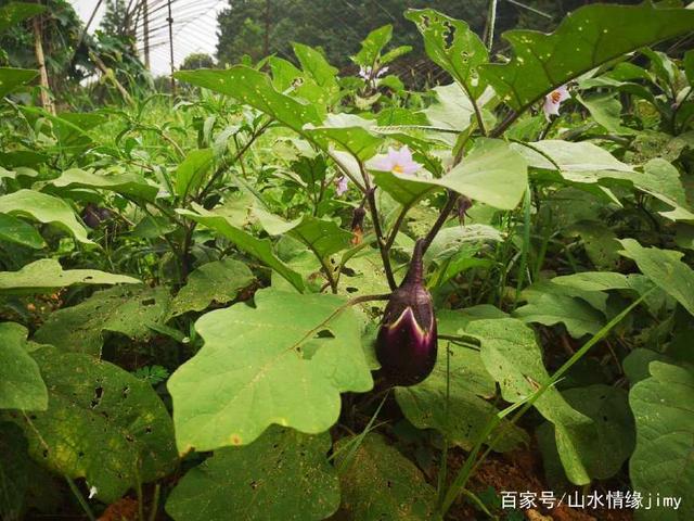 u=2483761826,3768047970&fm=173&app=25&f=JPEG.jpg